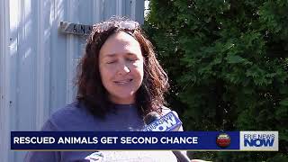 64 Dogs, 2 Cats Safe After Large-Scale Rescue in Erie County