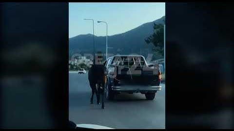 Ηράκλειο: Έσερνε άλογο με το αγροτικό