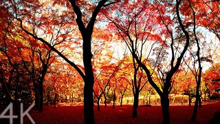 【4K】Walking through the autumn leaves in Kitanomaru Park - Tokyo, Japan