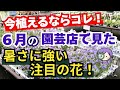 【ガーデニング】６月の今植えて夏を乗り切る！暑さに強い！園芸のプロも推す注目の人気品種紹介！フラワーガーデン泉・群馬県・gardening