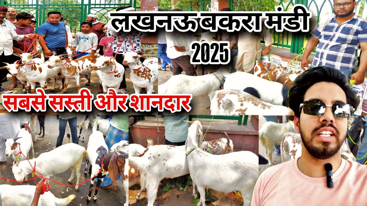 लग गई लखनऊ की मशहूर बकरा मंडी | बकरे आ गए! | आज की बकरा मंडी की पूरी जानकारी | Lucknow Bakra Mandi