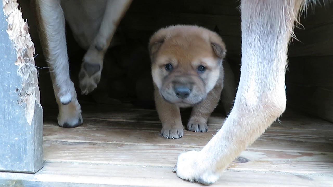 可愛い子犬の兄弟喧嘩 YouTube