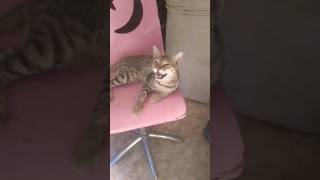 When The Cat Sound Meow Meow With Me