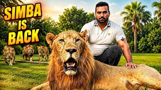Simba Faces the Lions Outside His Cage! 😱🦁