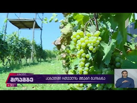 კახეთში რთველის შტაბი გაიხსნა