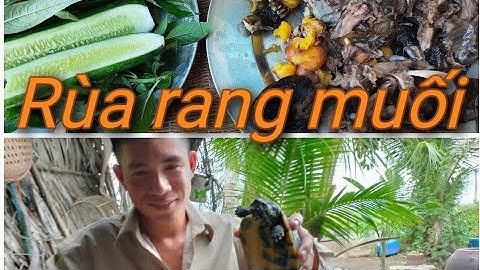 Rùa rằng muối | TRAN DANG DUY OFFICIAL