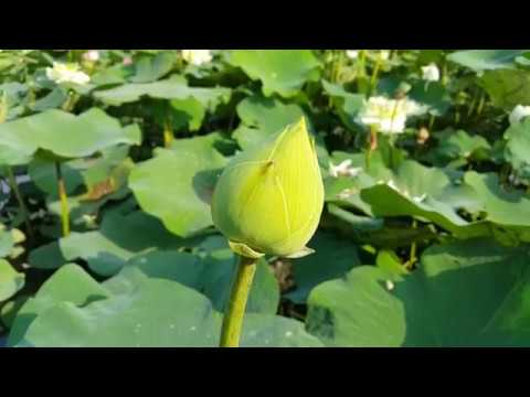 Video AO SEN _ VƯỜN HOA MÃN ĐÌNH HỒNG _ TP MỸ THO _ TỈNH... - youtube