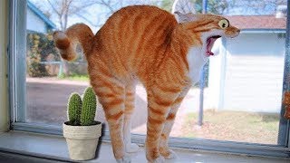 Try Not to Laugh 2024😁 New Funny Dog and Cat Video 😹🐶 Part 8 by Peow Peow Studio 19,059 views 1 month ago 10 minutes, 53 seconds