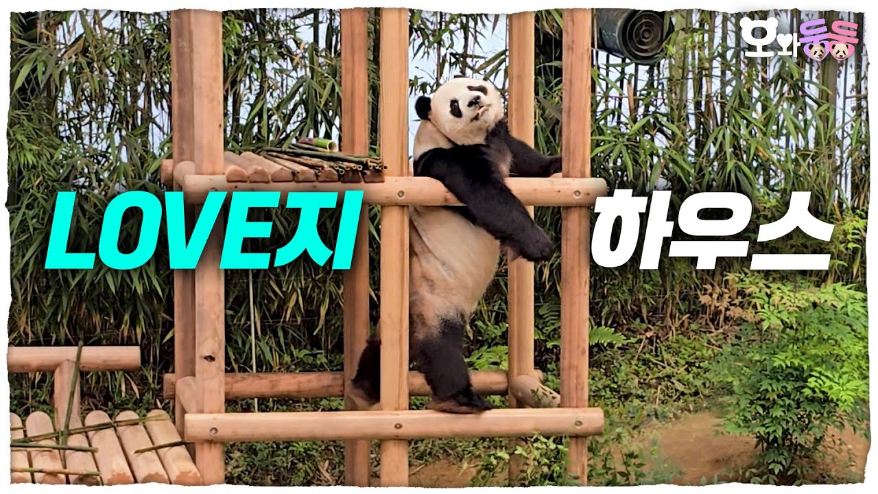 (SUB) Новая игровая площадка для семьи панд 🐼 │Мир панд