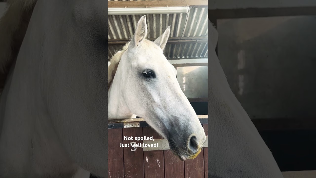 No such thing as a spoiled horse