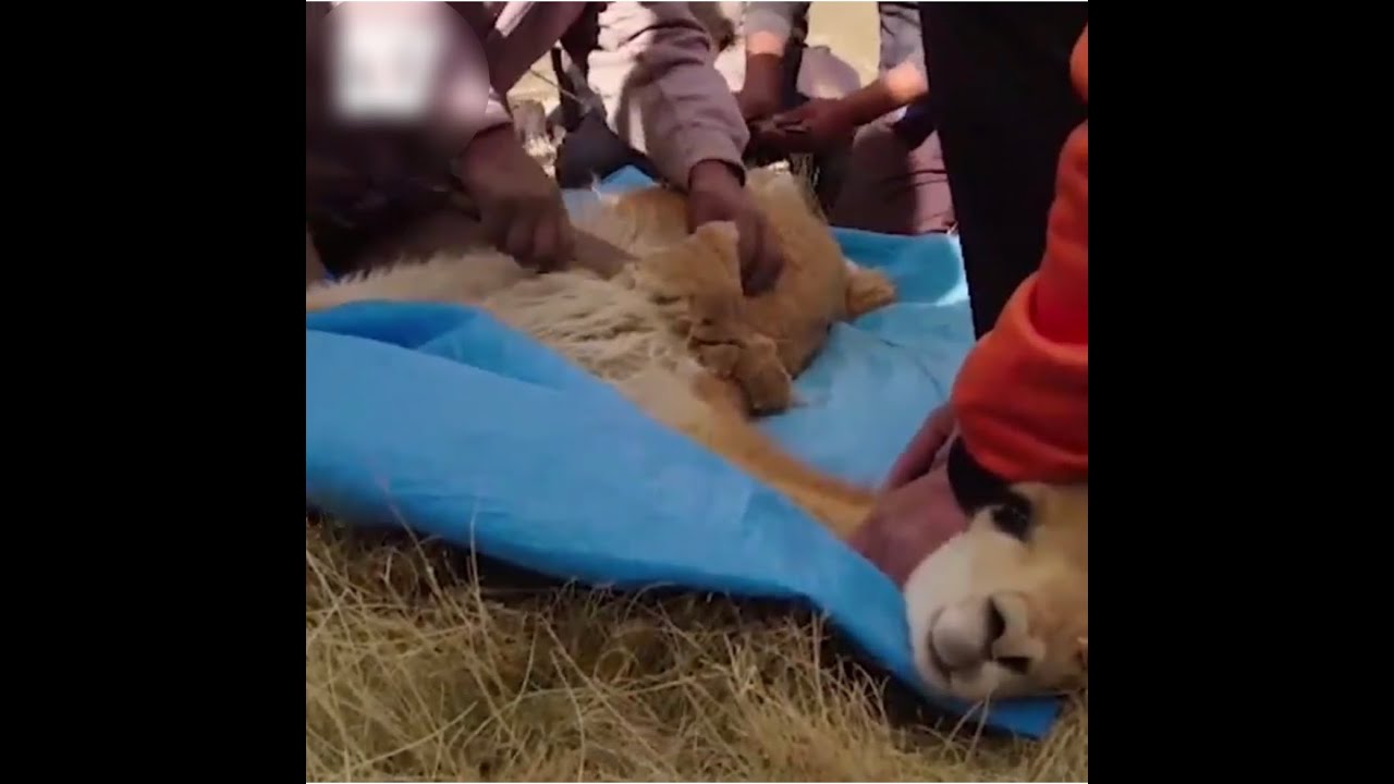 Vicuña Shearing - How vicuna hair is collected