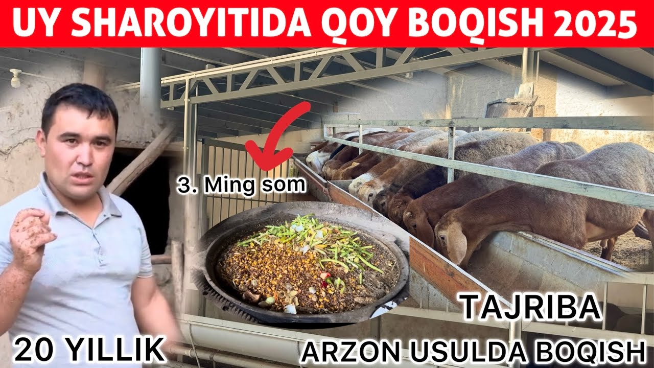 20 YILLIK TAJRIBALI DEHQON AKAMIZDAN – QO‘Y BOQISH ENG TEJAMKOR USULDA