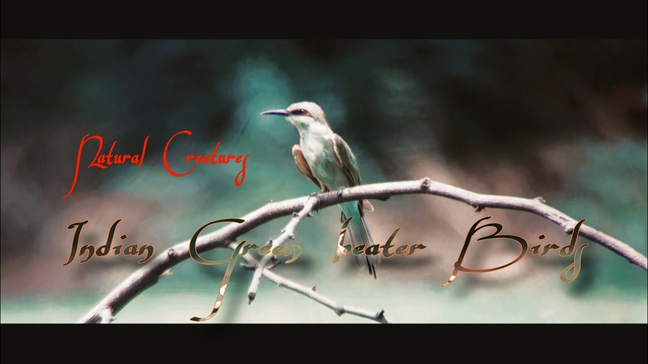 🇮🇳 The Green Bee-eater ( Merops orientalis ) natural creatures forest wildlife amazing adventure 4k