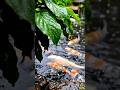 Peaceful Rainy Village with Koi Fish Pond 🌧️ Relaxing Nature Sounds