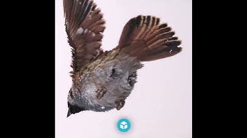 Sketchfab Weekly Top 10 3D models 2022 Week 4