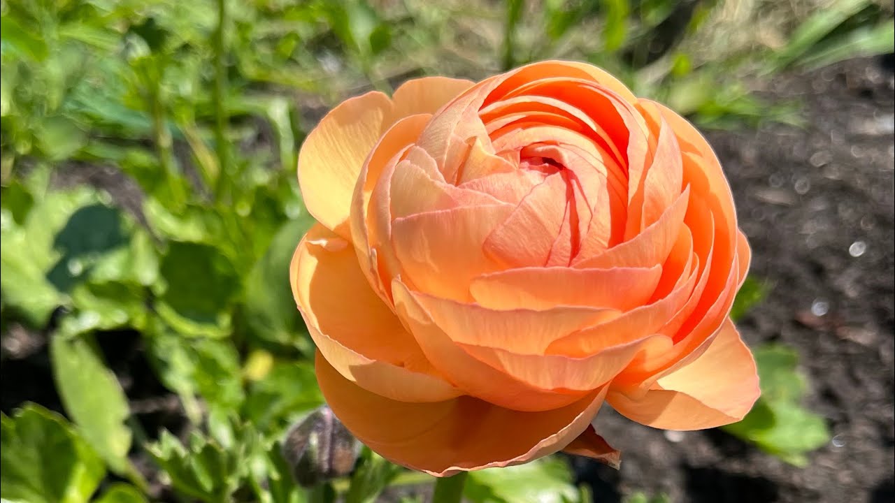 October flower farm tour, Blooms on the Hill