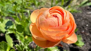 October flower farm tour, Blooms on the Hill