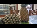 Kurach pineapple edakattee? 🍍✨