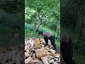 山へ薪割りへ🪓🪵