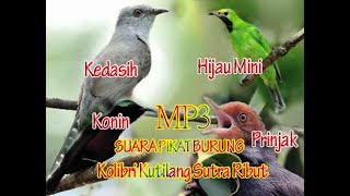 SUARA BURUNG RIBUT MANTAP UNTUK MIKAT BURCIL