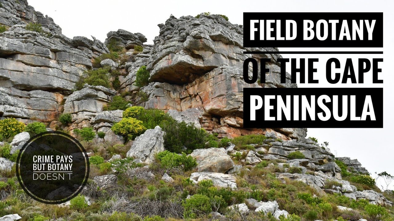 Felonious Penguins, Shantytowns, and some plants from the Cape Peninsula, South Africa