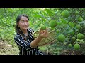 Lime picking for pickle cooking | How you eat lime pickle | Sros Yummy Cooking Vlogs