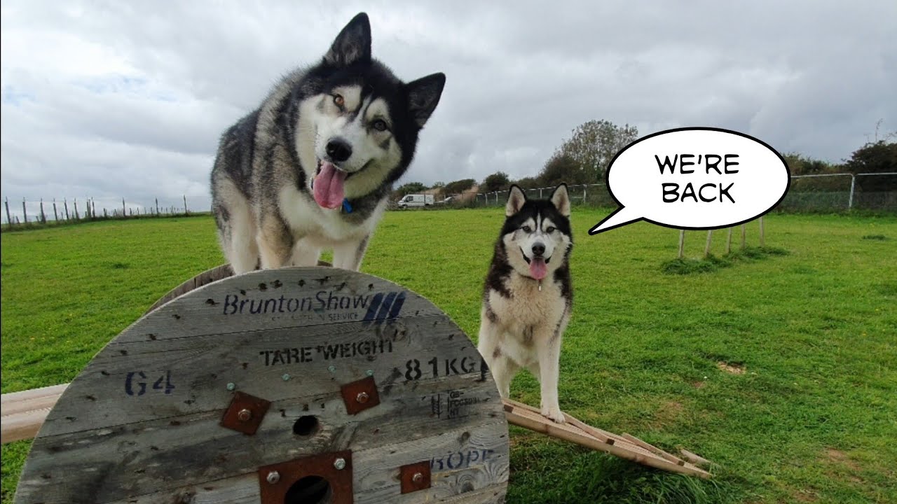 Dog goes on Road Trip to reunite with Best Friend K'eyush YouTube