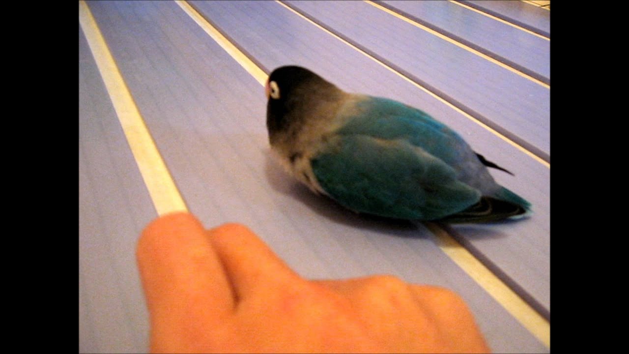 お風呂のフタをこする音を真似るブルーボタンインコ( Nyasa Lovebird ) 