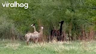 Llamas and Alpacas on the Trail Cross Over River || ViralHog