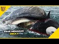 Jangan Dekati 10 Hewan Laut Paling Berbahaya ini! Gigitannya Sangat Mematikan!