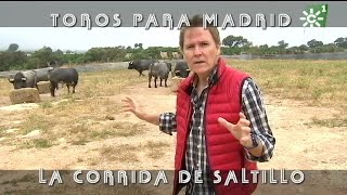 Toros De Saltillo Comida Previa A La Lidia De Madrid, Ganadería Centenaria Toros Desde Andalucía