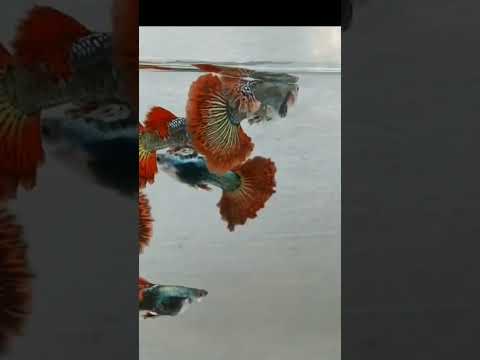 Video rồng Đỏ Thái ( Ae phân biệt đỏ thái và đỏ Indo nha ) - youtube