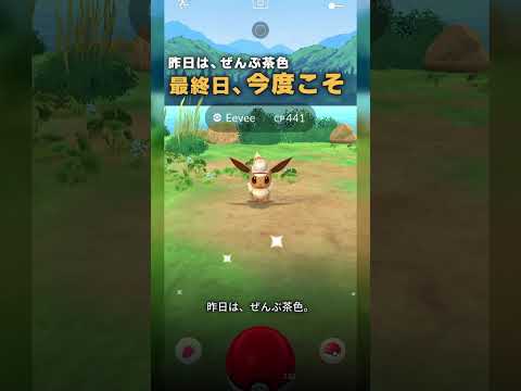 最終日、今度こそ? #Shorts #ポケモンGO #PokemonGO #CitySafari #ブリスベン #イーブイ #サファリ帽イーブイ #色違い #オーストラリア