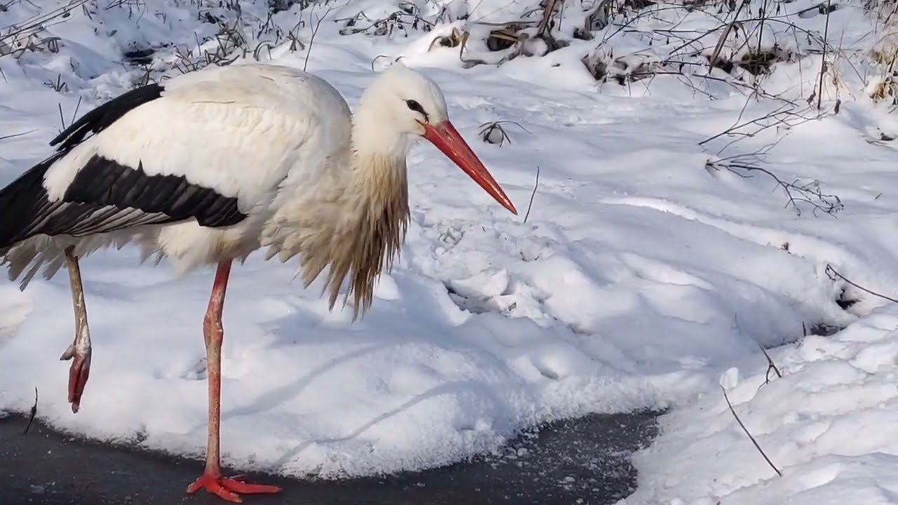 Зимівля лелеки, який не відлетів