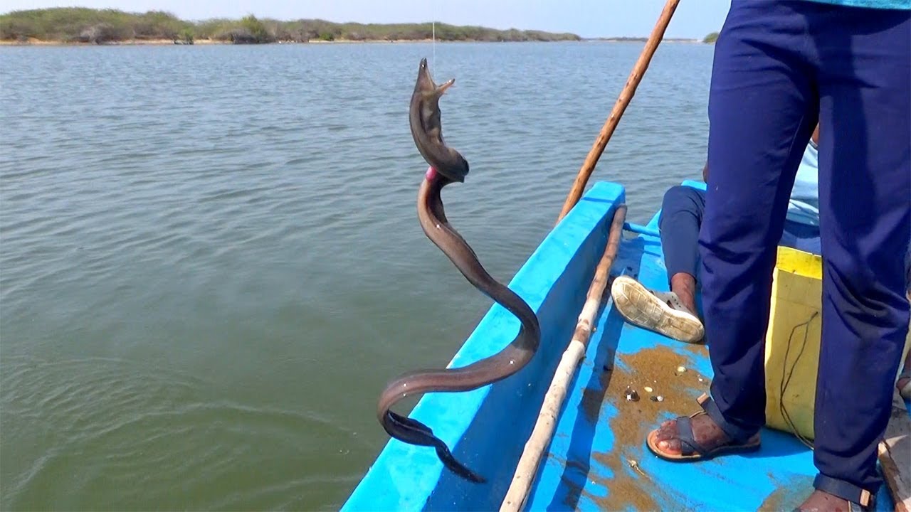 Unique Way of Fishing in River New Technique Of Fish Catching Never