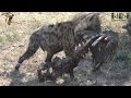 Hyenas And Vultures With A Wildebeest Carcass