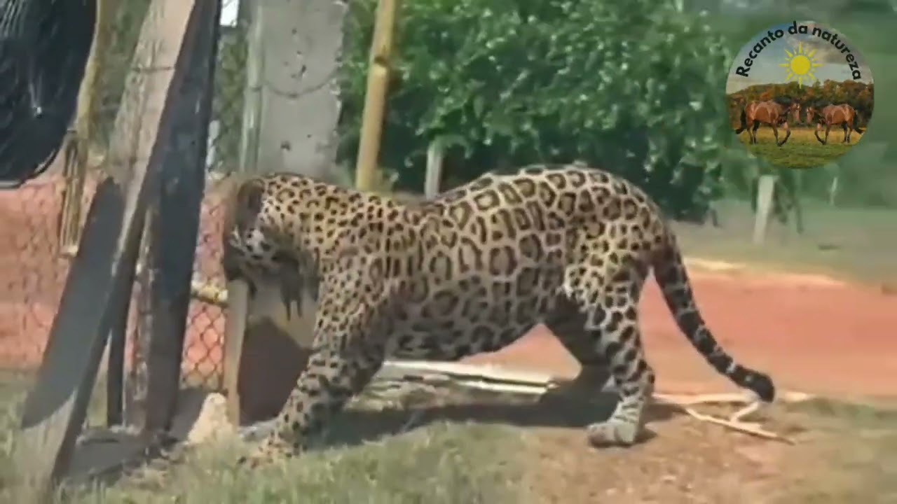 Onça Pintada aparece na estrada e na fazenda 