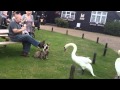 Swan vs Dogs