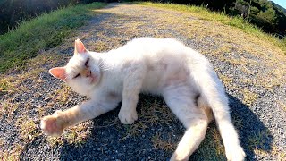 薄茶シロ猫がダムの土手を登ってきて目が回りそうなほど転げまわる