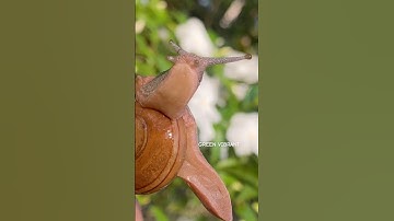 Why do snails move so slowly? 🐌 #shorts