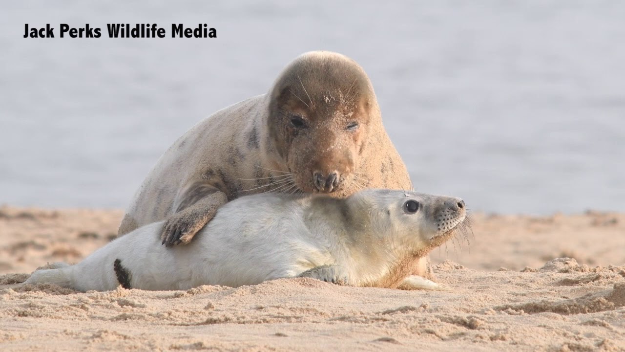 camera iphone 8 plus apk Grey Seals on a Norfolk Beach