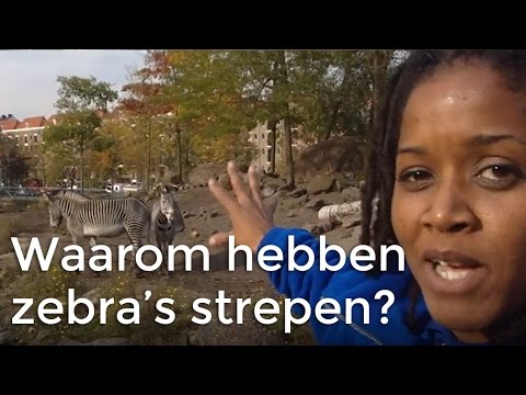 Video: Waarom Hebben Zebra's Geen Zweren? Interessante Feiten Over Stress. Deel 1