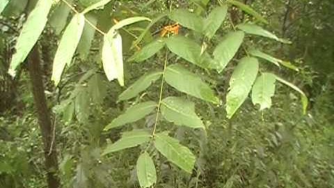 Black Walnut identification (Juglans Nigra) video