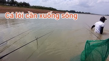 Mồi câu khoai lang , trứng kiến . Đặc trị cá rô phi  .