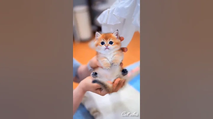 Video 10461721: cats kitten meowing adorable, funny cats kittens meowing, cats kittens meowing cute, meowing tiny kittens