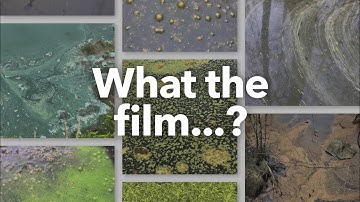 Algae Corner: What the Film?