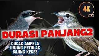 MASTERAN LANGKA DURASI PANJANG ! Cucak ampela, jinjing petulak, bajing kekes