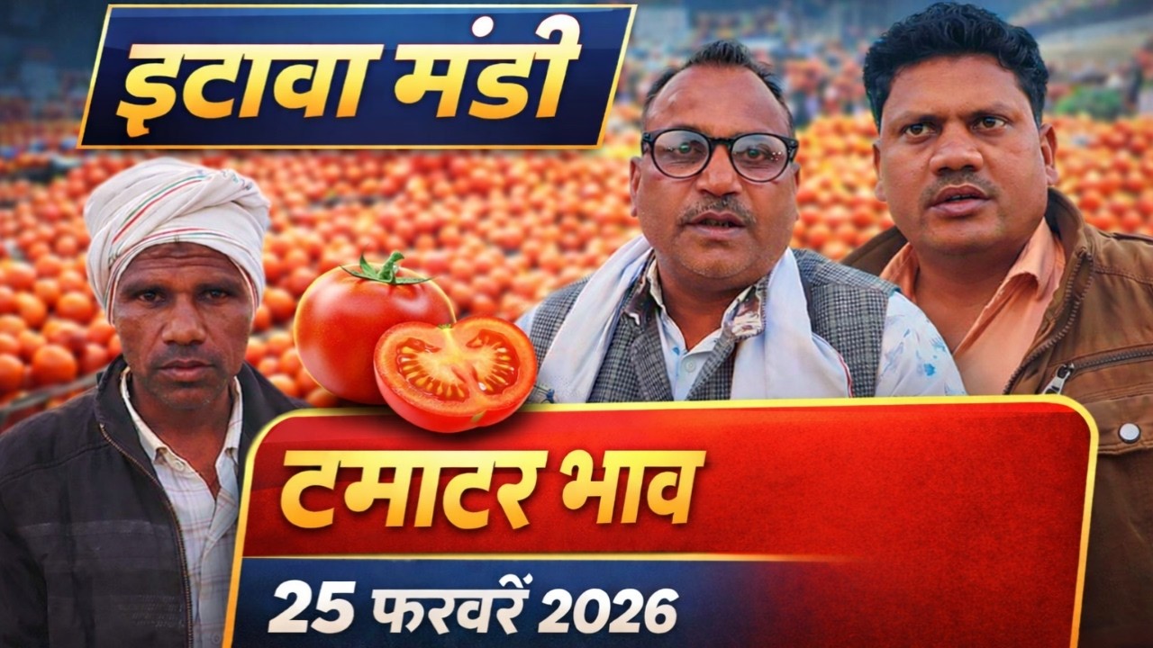 इटावा मंडी टमाटर भाव 🔥 | 25 फरवरी 2026 | आज का ताजा रेट