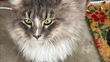 Stray cat playing with a catnip mouse!