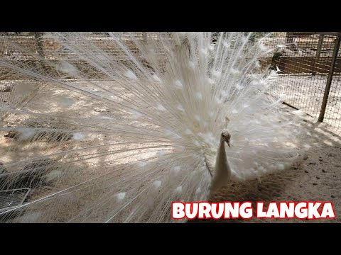 burung-langka-ragunan-zoo-|-aneka-unggas-dan-satwa-langka-|